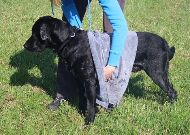 Hundenhandtuch im Gebrauch 1