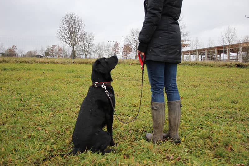 Leder Hundehalsband verstellbar schwarz-rot mit zugehöriger Lederleine