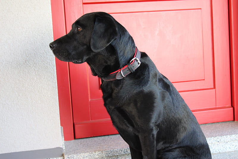 Leder Hundehalsband verstellbar schwarz-rot am Hund
