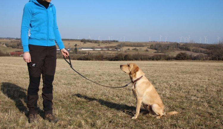 Hundeleine große Hunde Leder 1m schwarz mit Hund 3