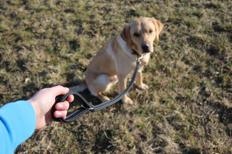 Hundeleine große Hunde Leder 1m schwarz am Hund