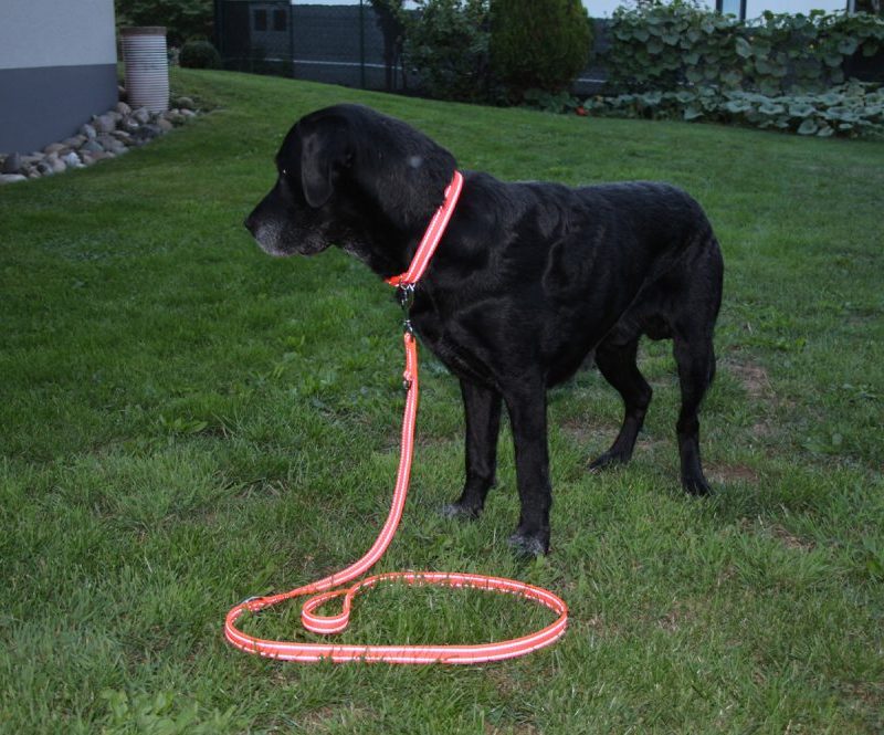 Nylon-Hundehalsband reflektierend stufenlos verstellbar 38cm bis 55 cm nit Leine reflektierend schwarzer Hund