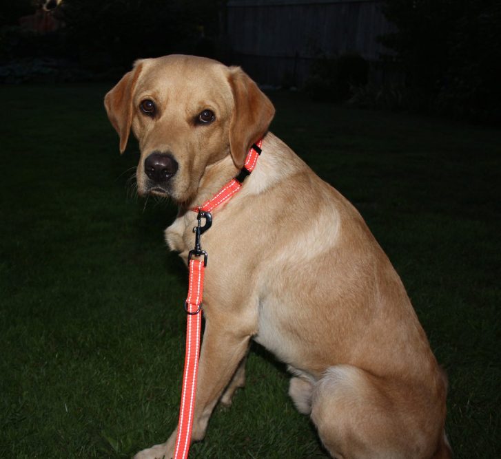 Nylon-Hundehalsband reflektierend stufenlos verstellbar 38cm bis 55 cm in der Praxis mit Leine