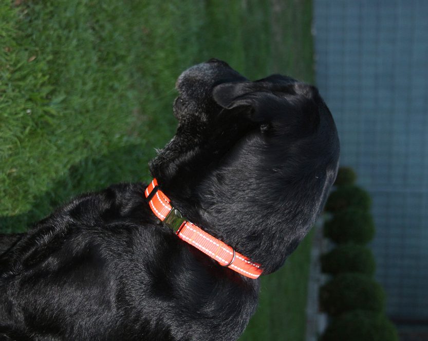 Nylon-Hundehalsband reflektierend stufenlos verstellbar 38cm bis 55 cm in der Praxis