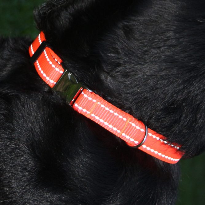 Nylon-Hundehalsband reflektierend stufenlos verstellbar 38cm bis 55 cm bei Nacht