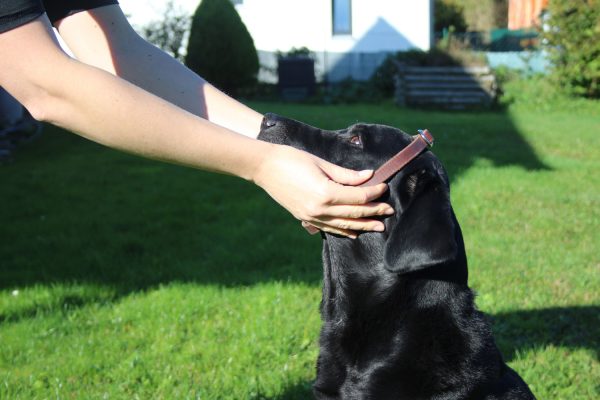 Halsung Zugstopp-Halsband Anlegen 1